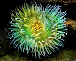 Tidepool Walk-CMA