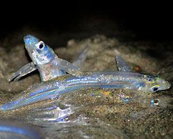 Meet-the-Grunion