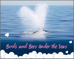 Birds & Bees Under the Seas-2-19