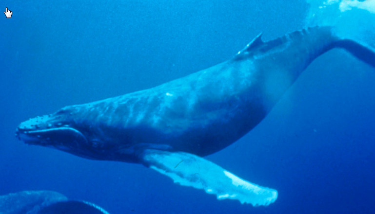 Humpback-Whale-Wikipedia