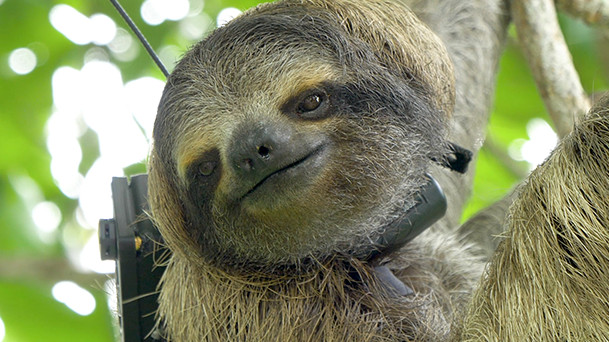 Picture of a smiling sloth