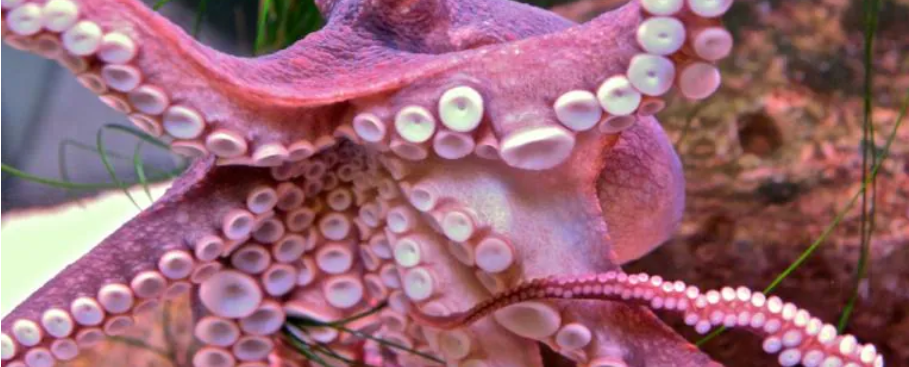 Cephalopod Awareness Week at the Cabrillo Marine Aquarium