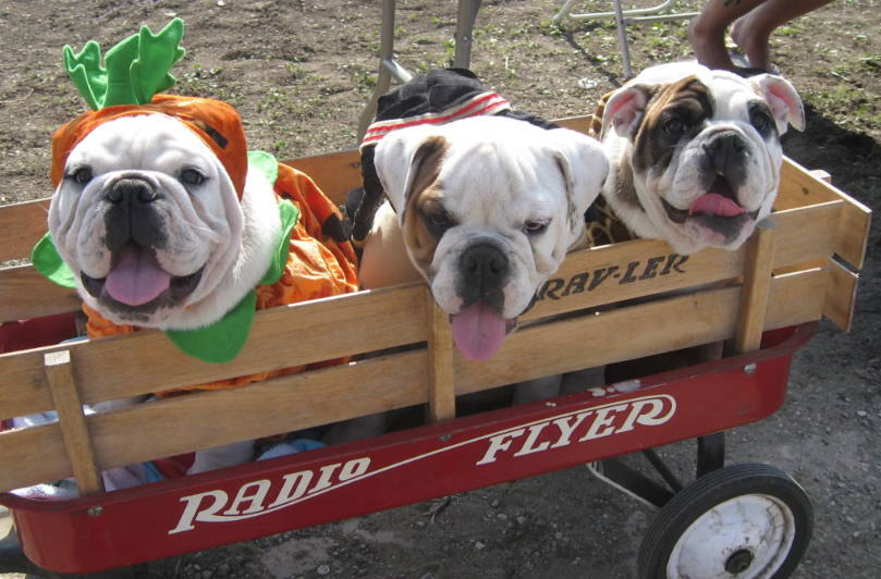 Halloween Dog Parade at White Point Nature Center
