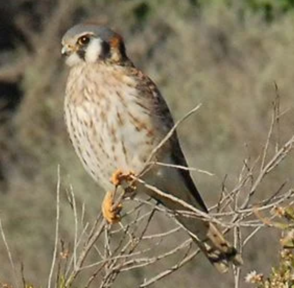 1st Wednesday Bird Walk at White Point Nature Preserve