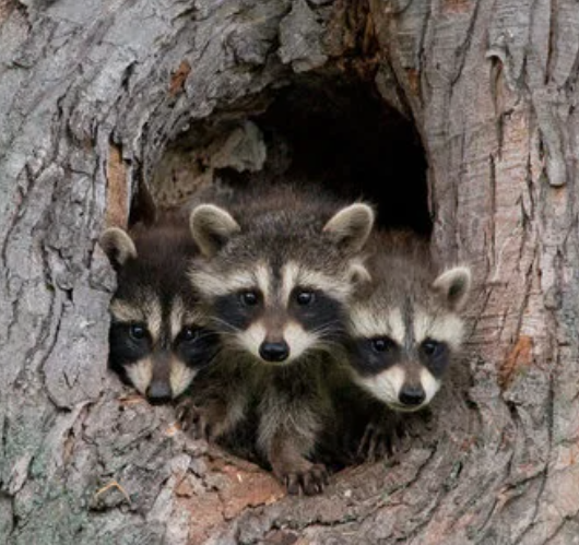 Baby Raccoons at WhitePT Nature Preserve