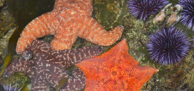 Learn aboout echinoderm at the Cabrillo Marine Aquarium
