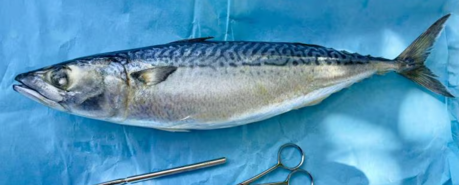 Fish Dissection for public veiwing at the Cabrillo Marine Aquarium
