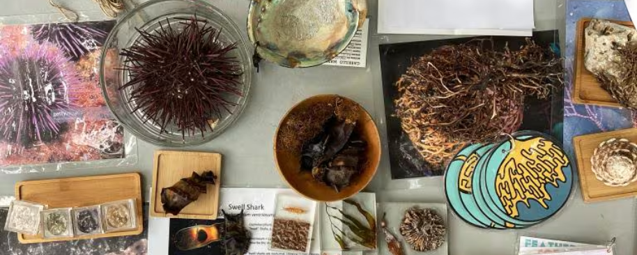 Learn how to identify common marine animals